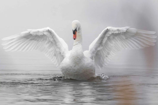Photo by Sascha Bosshard on Unsplash swan with wings stretched wide