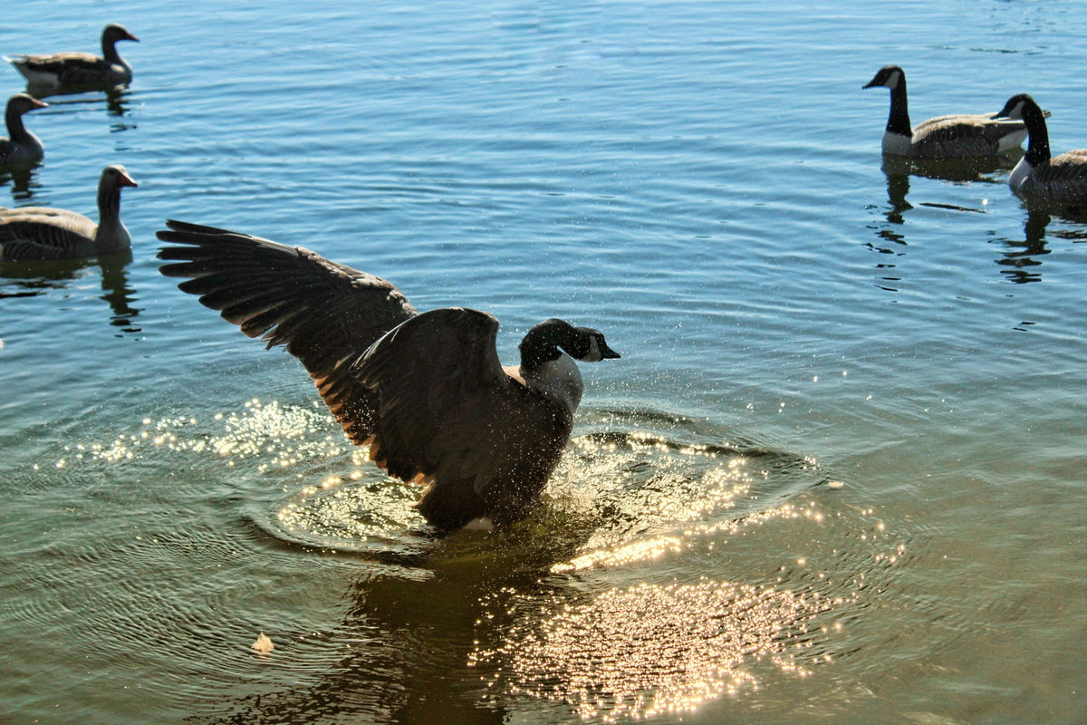 A Canada goose splashing in shallow water with wings raised, while several other geese swim in the blue water in the background.