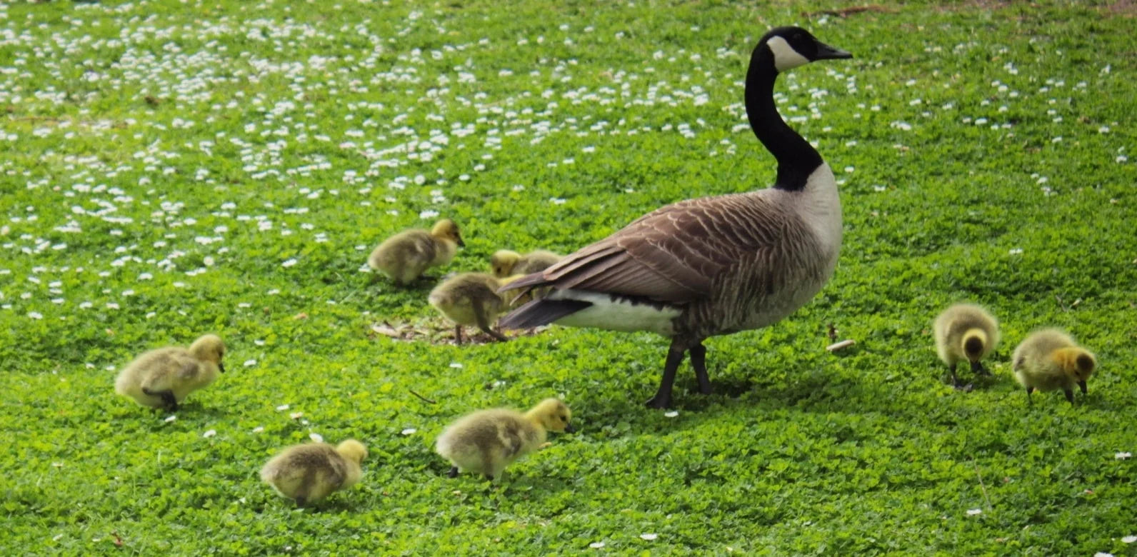 2 Canadian Geese with goslings in Harrold Country Park