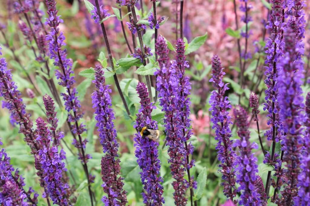 Bee amongst lavender in Suffolk